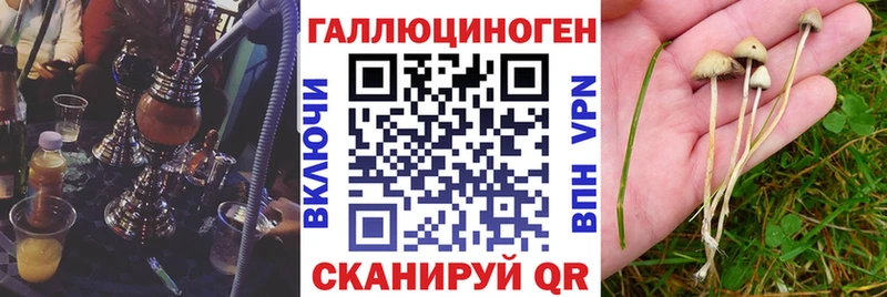 Псилоцибиновые грибы Psilocybe Десногорск